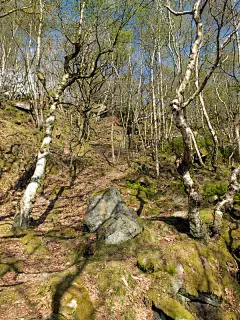 在一个陡峭的山坡上的桦树林地，苔藓覆盖的巨石和蓝色的阳光下的天空在西约克郡的寒冷山谷