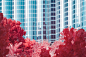 DUBAI // InfraScapes : DUBAI // InfraScapes“InfraScapes” is a graphic and visual exploration of nature.For this project I used Infrared (IR) digital photography. This technique enables the full sensitivity of the camera’s sensor, making it sensitive to UV