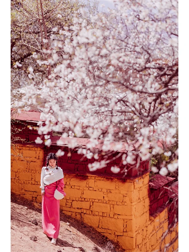 拉萨绝美桃花写真