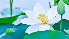 高清荷花壁纸的搜索结果_百度图片搜索