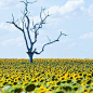 heroinsight:

Sunflower field, Queensland, by @katiemuz
