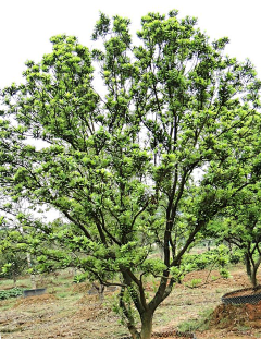 颓废ing采集到单体植物