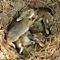 Bunnies have nested twice in our backyard.  It is just a beautiful thing to see.
