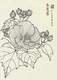 梅花小弄采集到白描花卉-百花集