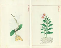 金石昆虫草木状