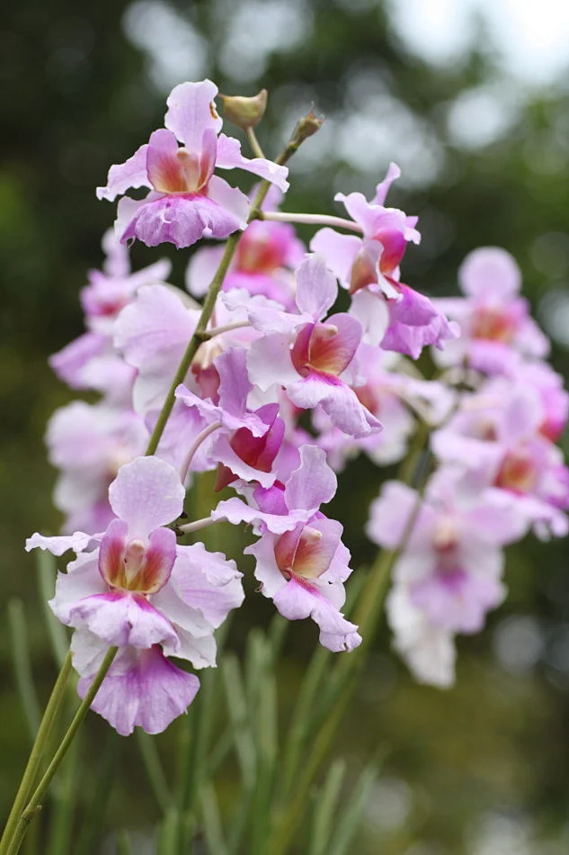 、卓锦万黛兰 学名: Vanda X 