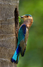 棕胸佛法僧 Coracias benghalensis 佛法僧目 佛法僧科 佛法僧属
Indian Roller bird:  Amazing the color variations on birds.  Lovely