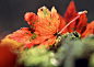 秋季动植物图片