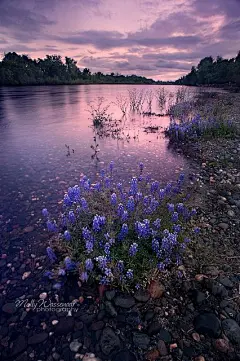 American River Parkway, Sacramento, California.