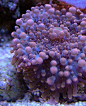 夏威夷的珊瑚
