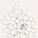 蜂室花。.花语:素洁、浓郁、清芬、久远,它的花语表示爱情和友谊。@curry100