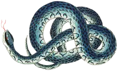 HTC_Heritage Library_SnakesElement 3