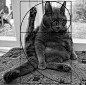 绘画……参考？？猫咪教你用黄金螺旋线构图。 （via: tumblr- ceoolsson) ​​​​