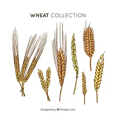 小麦插画元素矢量图设计素材