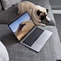 哈巴狗 MacBook Pro 笔记本电脑 狗 沙发 商业摄影图片图片壁纸