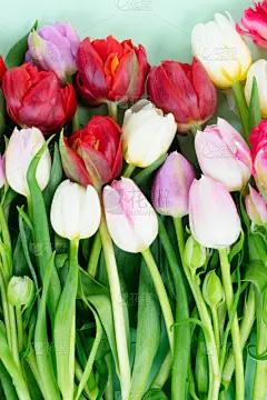 清新,郁金香,心型,贺卡,春天,植物,背景,节日,礼物,情人节