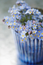 Myosotis flowers in blue glass vase