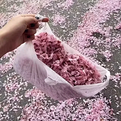 狐狸水晶糖采集到元素