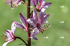 开花 粉红色的粉红色 花壁纸 花 花卉背景 花园 植物 药用植物