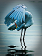 Dancing Egret by Craig ONeal #Photography ... | Our Planets Beautiful…