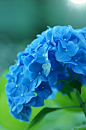 蓝色的花花---铃兰灬采集