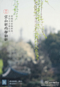 【24节气丨雨水】一候獭祭鱼；二候鸿雁来；三候草木萌劝；东风解冻幽山风雨声；春雨初霁芳草始新绿；百花初孕梅香一枝春；小楼一夜听春雨；夜阑卧等夜归人....静候草木萌动以待百花齐放时。（图仅供参考） ​​​​
