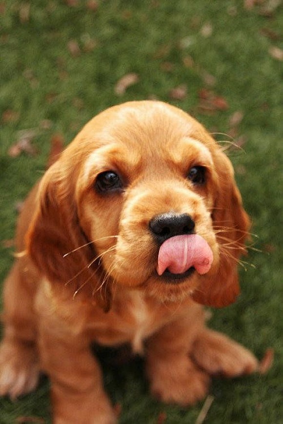 Cocker Spaniel Puppy...