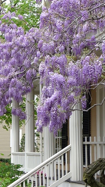 wisteria | Purple......