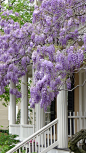 wisteria | Purple...Purple...Purple | Pinterest