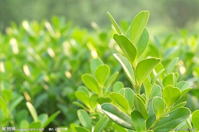 植物花卉丹麦国花冬青