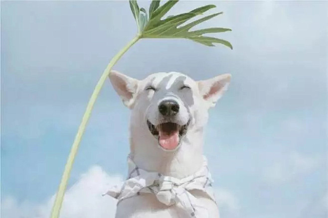 萌宠头像