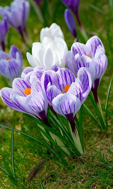 crocus
红番花