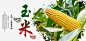 玉米高清素材 300DPI psd 广告设计 海报设计 玉米 玉米五谷杂粮 玉米包装 玉米地 玉米海报 设计 黑色 免抠png 设计图片 免费下载