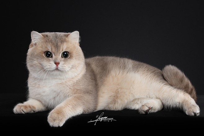 英国短毛猫_宠物_POCO摄影,AMYW...