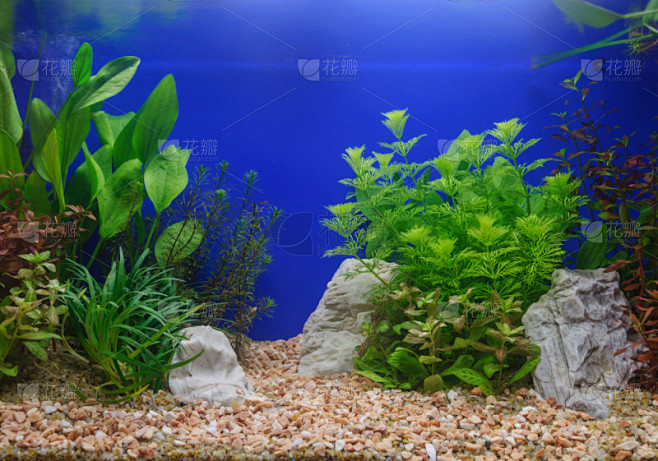 水族馆,水,水平画幅,无人,水下,异国情...