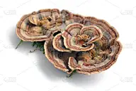 栓菌属杂色的蘑菇