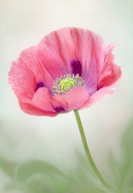 漂亮的罂粟   Pretty Poppy