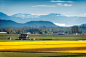 Photograph Skagit Valley Daffodils by Edmund Lowe on 500px