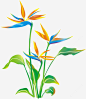 望鹤兰天堂鸟 水彩植物花朵 水彩画 渐变水彩 矢量素材免费下载 花 元素 免抠png 设计图片 免费下载 页面网页 平面电商 创意素材