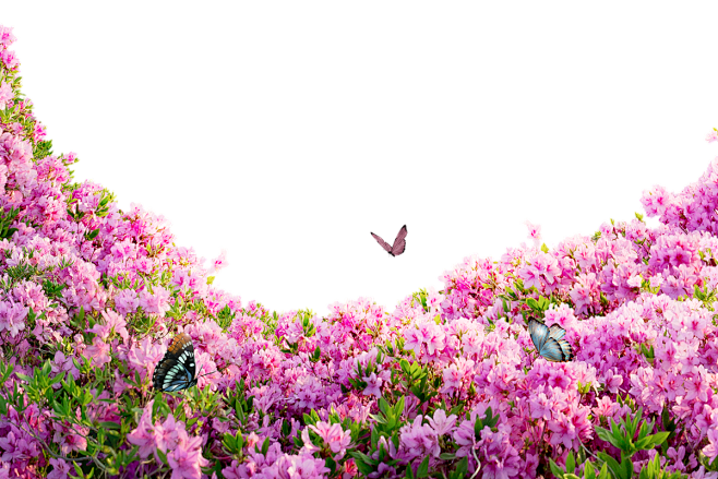 杜鹃花
