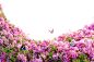 杜鹃花