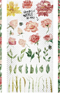 中国风水墨牡丹月季仙气传统古典植物花卉PNG格式手账贺卡等素材