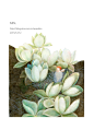 成长的故事
孔雀插画_新浪博客