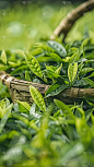 植物通用实景绿色茶叶茶园场景背景图片素材