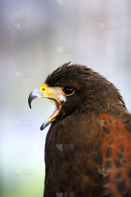 放鹰捕猎。鹰隼(Parabuteo unicinctus)猛禽素材-花瓣网