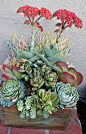 Succulents: 