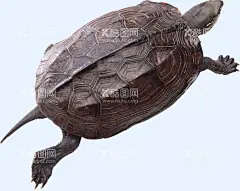 乌龟  - 源文件下载【酷图网】海龟,乌龟,卡通乌龟,手绘海龟,乌龟插画,可爱乌龟,爬行乌龟,卡通海龟,海龟漫画,海龟插图,深海动物,水族世界,