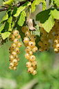 currants-3535355_1280