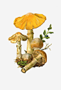 黄色蘑菇免抠素材_新图网 https://ixintu.com 卡通 手绘 插画 菌菇 蘑菇
