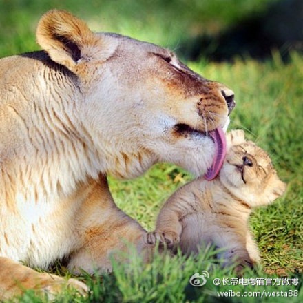 草原上有对狮子母子。小狮子问母狮子：“妈...